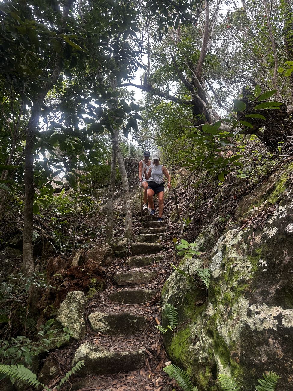 Stone steps climbing through the rainforest