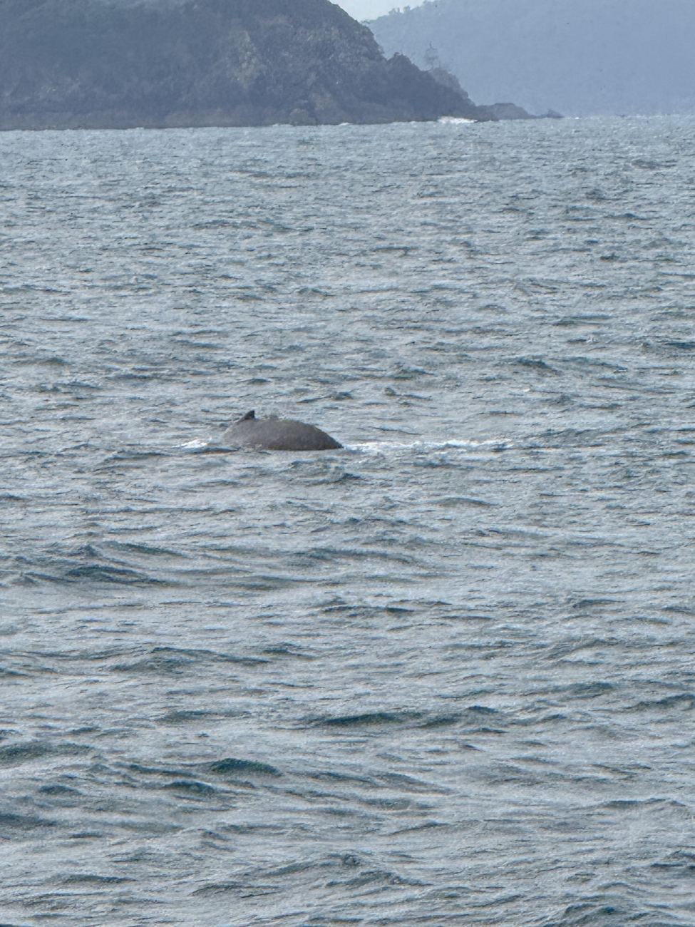 A humpback's back breaking the surface off Lindeman Island