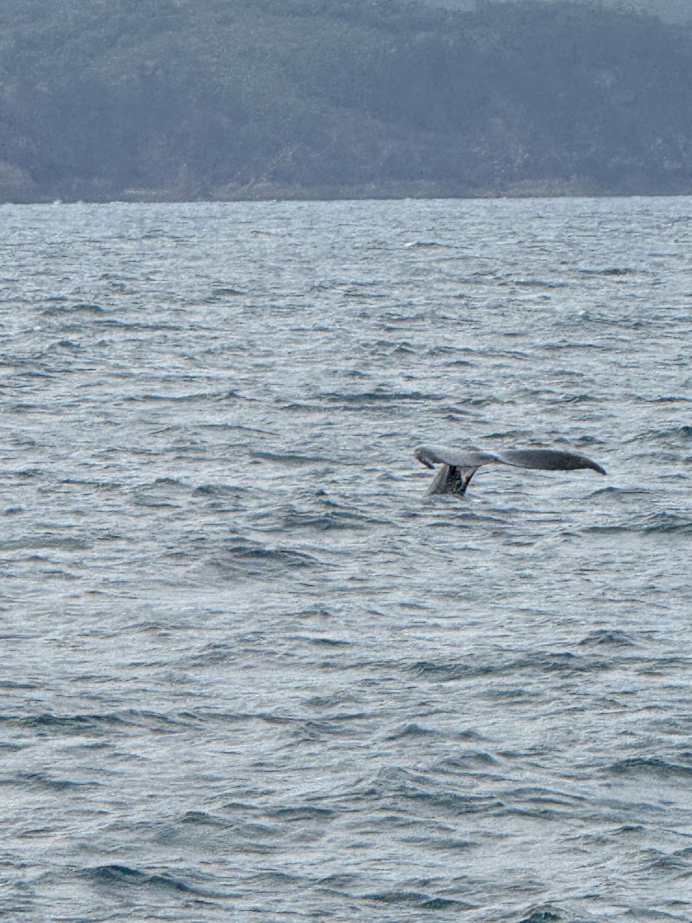 A humpback whale's tail fluke raised above the water
