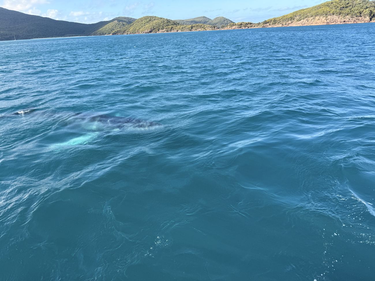 A humpback whale surfacing a metre from the hull
