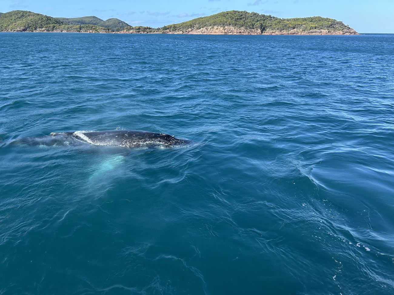 Humpback whale visible under the turquoise water beside the boat