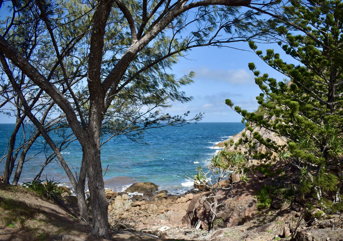 Blue water through casuarina trees at a rocky lookout