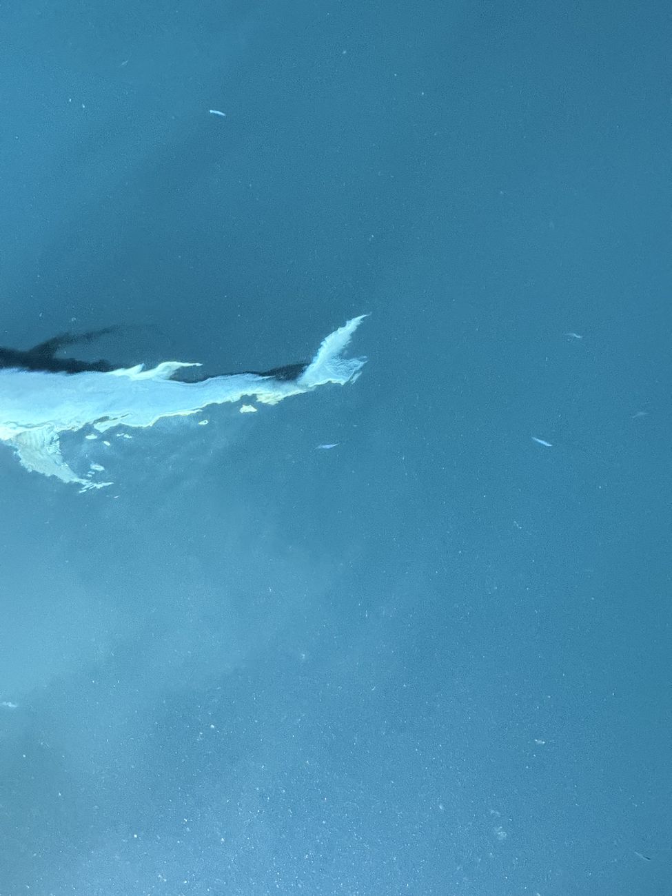 The trevally turning through the light, wake trailing