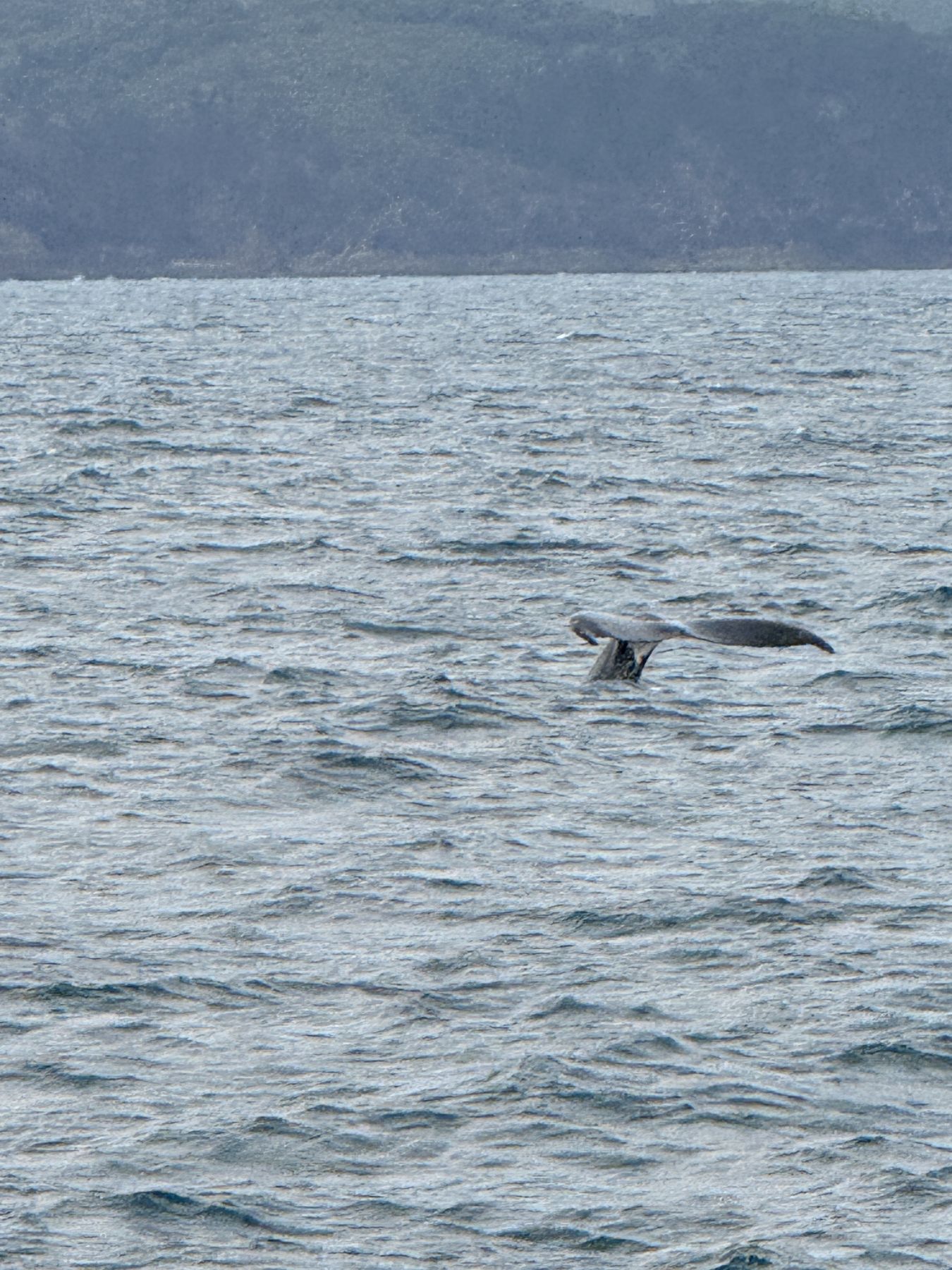 The humpback rolls, fluke edge-on
