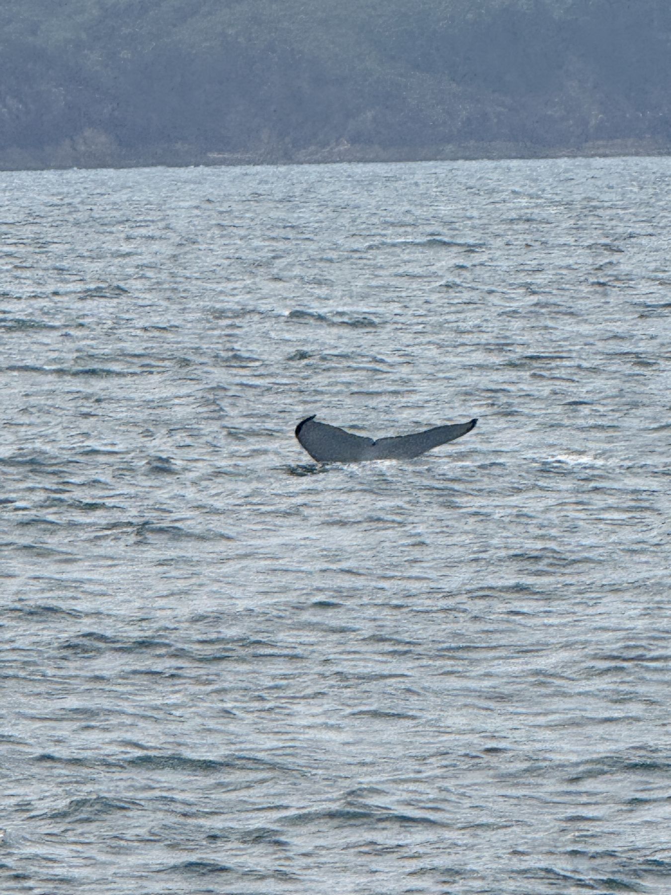 The humpback's fluke fully raised before the dive